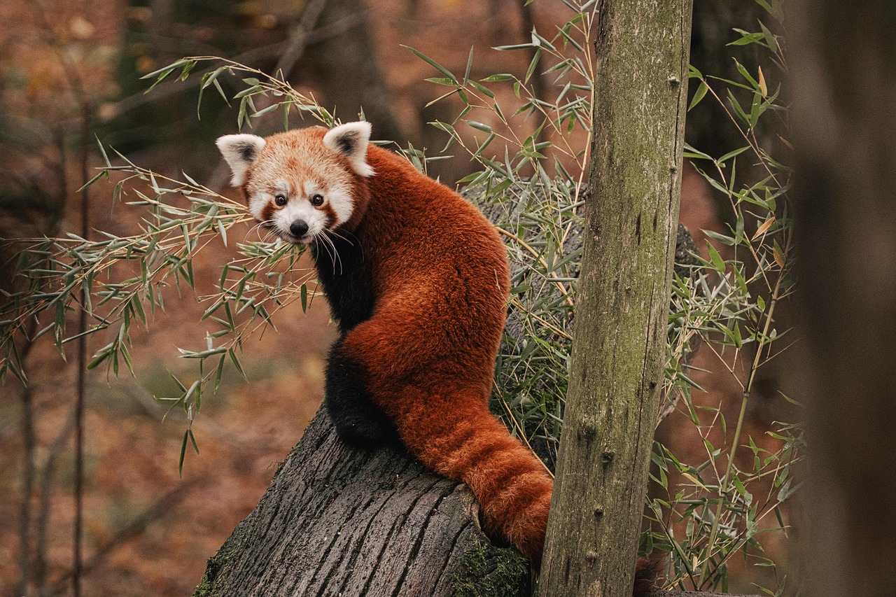 China's wilde dieren